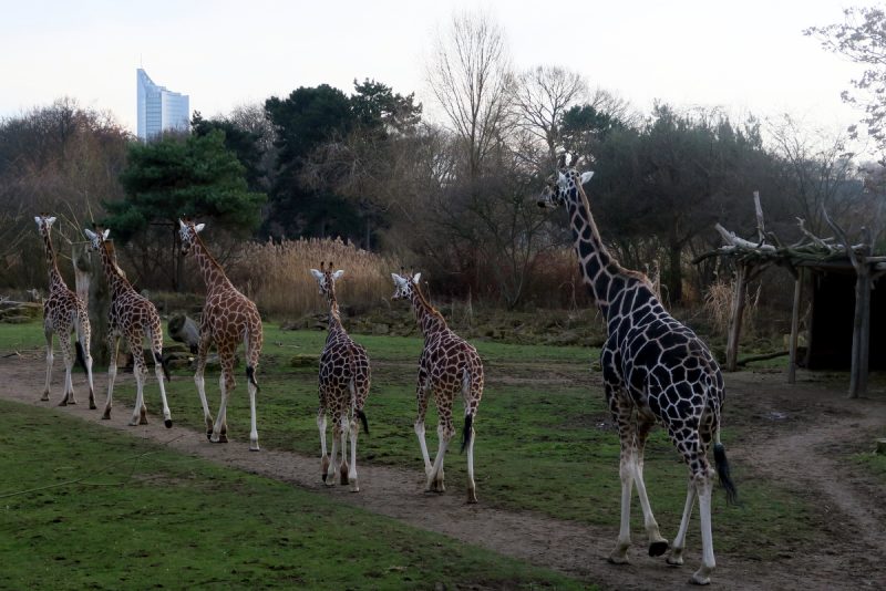 giraffen mit stadtkulisse
