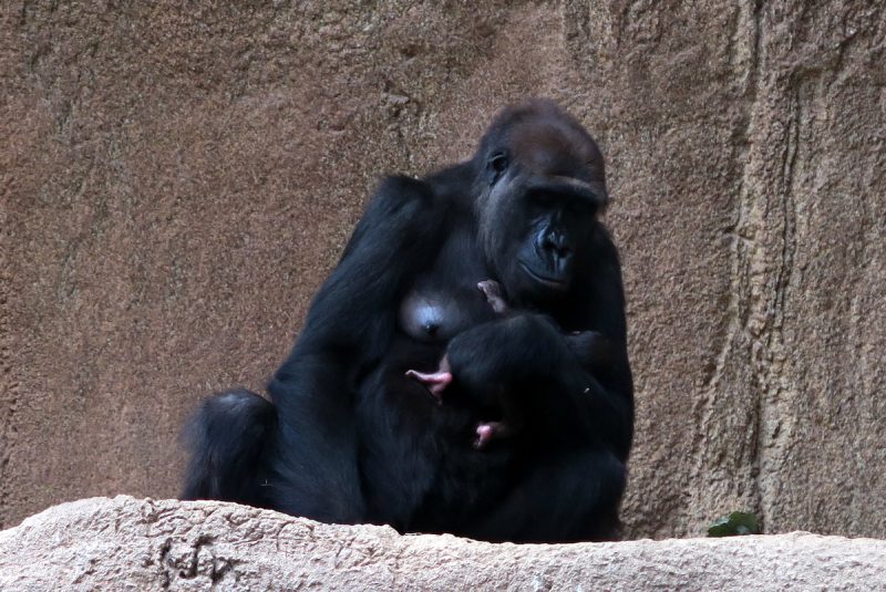 gorillamama